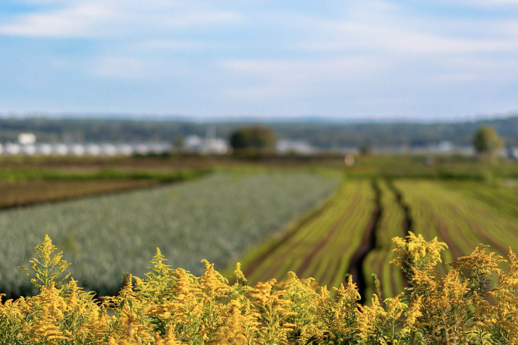 Agriculture & Holland Marsh Preservation campaign priority